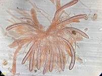 Blassgoldenes Spinnwebbecherchen, Foto 19