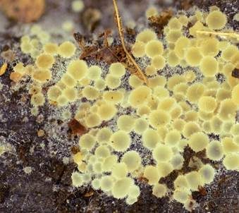 Blassgoldenes Spinnwebbecherchen, Foto 5