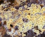 Blassgoldenes Spinnwebbecherchen, Foto 6