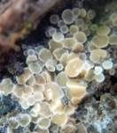 Blassgoldenes Spinnwebbecherchen, Foto 9