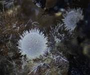 Blassgoldenes Spinnwebbecherchen, Foto 10