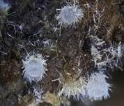 Blassgoldenes Spinnwebbecherchen, Foto 11