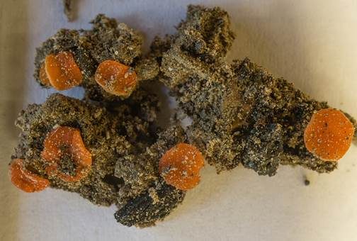 Orangescheibchen, Foto 2