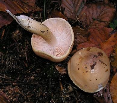 Orangeschneckling, Foto 2