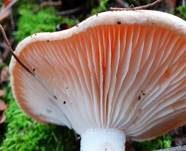 Orangeschneckling, Foto 34