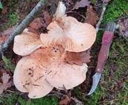 Orangeschneckling, Foto 39