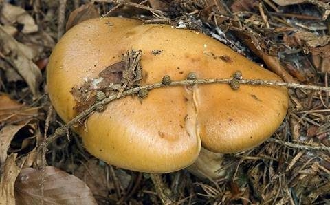 Orangeseidiger Klumpfuß, Foto 4