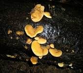 Orangeseitling, Foto 12