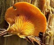 Orangeseitling, Foto 13
