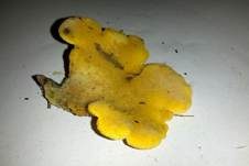 Orangeseitling, Foto 18