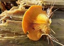 Orangeseitling, Foto 21