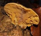 Orangeseitling, Foto 23