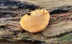 Orangeseitling, Foto 24