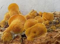 Orangeseitling, Foto 29