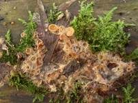 Orangeseitling, Foto 32