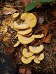 Orangeseitling, Foto 45