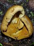 Orangeseitling, Foto 54