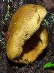 Orangeseitling, Foto 56