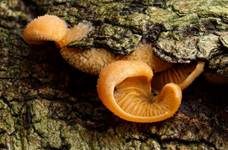 Orangeseitling, Foto 8