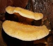 Orangeseitling, Foto 10
