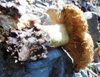 Orangfuchsiger Eichenmilchling, Foto 9
