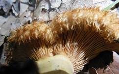 Orangfuchsiger Eichenmilchling, Foto 10