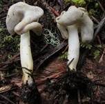 Blassgraue Lorchel, Foto 4