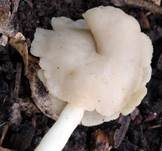 Blassgraue Lorchel, Foto 6