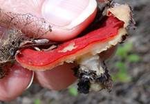 Österreichischer Prachtbecherling, Foto 14