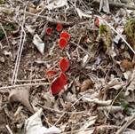 Österreichischer Prachtbecherling, Foto 23