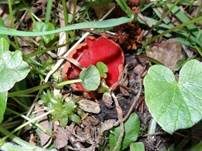 Österreichischer Prachtbecherling, Foto 35