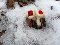 Österreichischer Prachtbecherling, Foto 38
