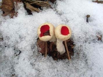 Österreichischer Prachtbecherling, Foto 6