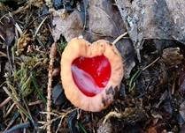 Österreichischer Prachtbecherling, Foto 46