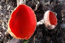 Österreichischer Prachtbecherling, Foto 7