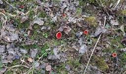 Österreichischer Prachtbecherling, Foto 64