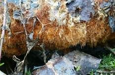 Ozonium, Foto 17