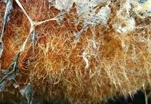 Ozonium, Foto 18