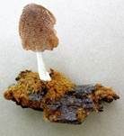 Ozonium, Foto 23