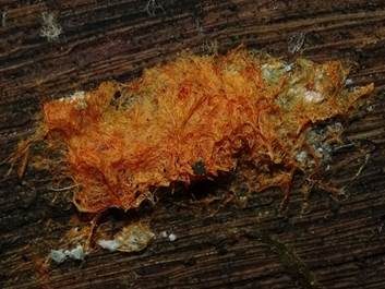 Ozonium, Foto 5