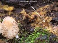 Ozonium, Foto 7