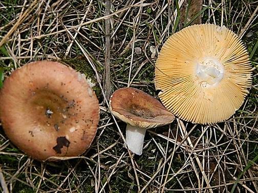 Palisander-Täubling, Foto 2