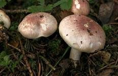 Pantherchampignon, Foto 6