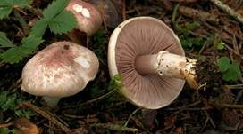 Pantherchampignon, Foto 7