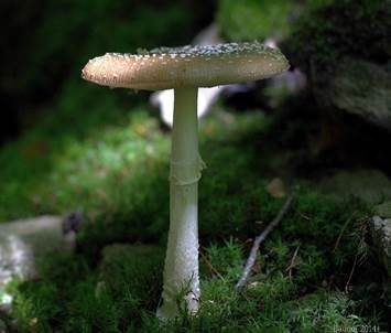 Pantherpilz, Foto 3
