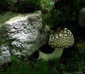 Pantherpilz, Foto 12
