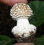 Pantherpilz, Foto 15