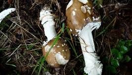 Pantherpilz, Foto 17