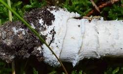 Pantherpilz, Foto 19