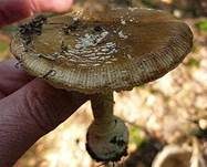 Pantherpilz, Foto 22
